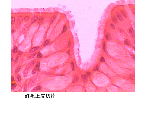 纖毛上皮切片