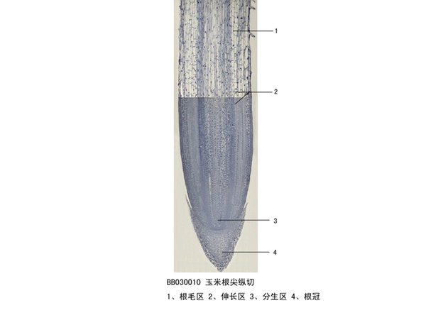 玉米根尖縱切