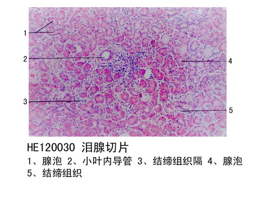 益陽感覺器官