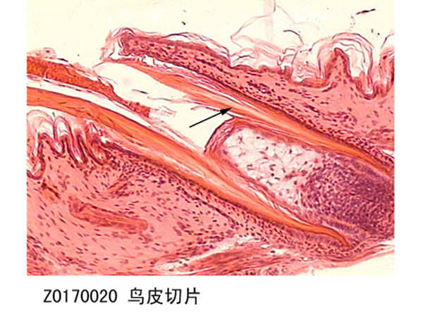 鳥皮切片