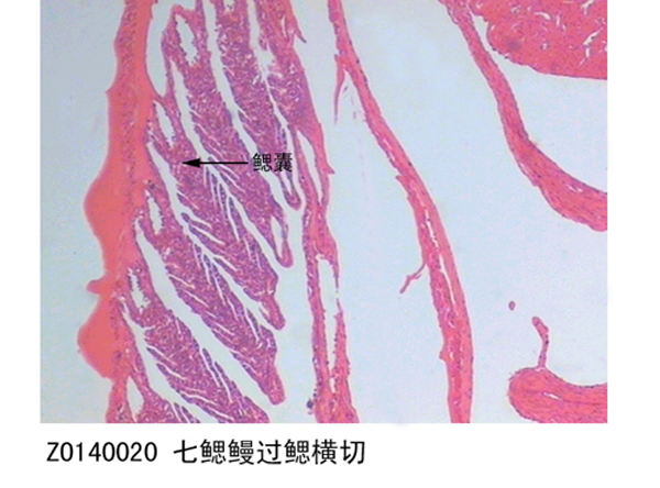 七鰓鰻過鰓橫切