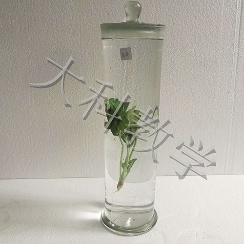 蜀葵浸制標本