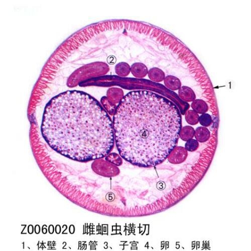 生物切片標本