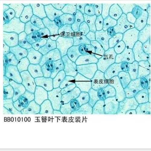 晉城植物生物切片