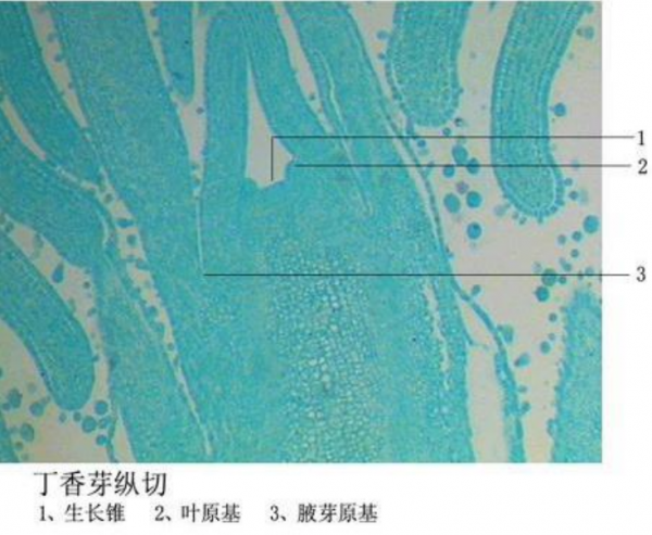 營口丁香芽縱切