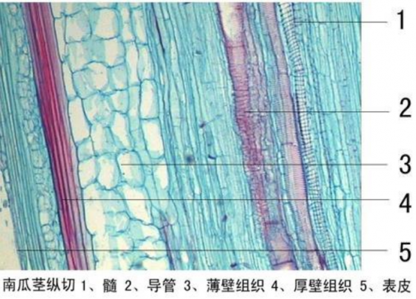 南瓜莖縱切