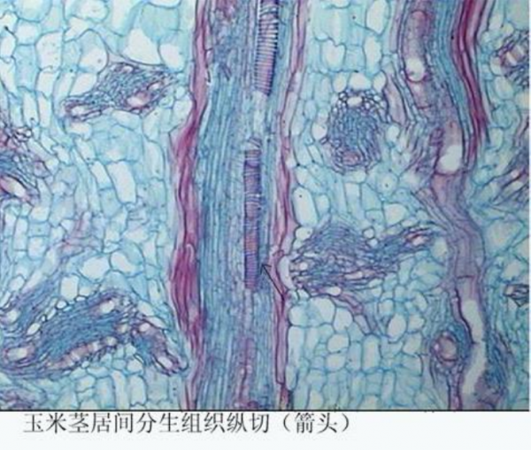 玉米莖居間分生組織縱切