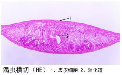 吐魯番渦蟲橫切