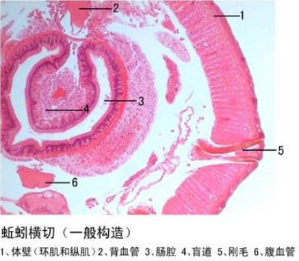 吐魯番蚯蚓橫切