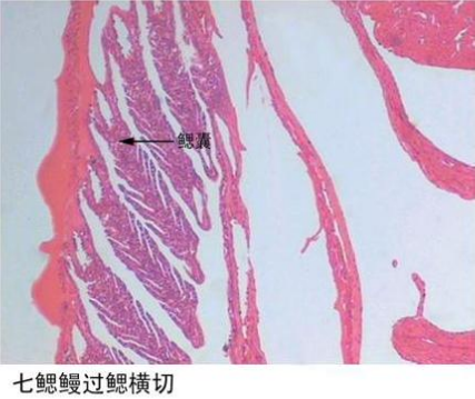 赤峰七鰓鰻過鰓橫切