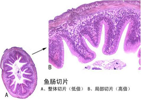 陜西魚腸切片