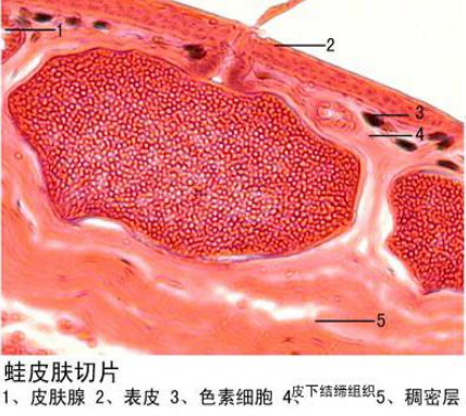 蛙皮膚切片