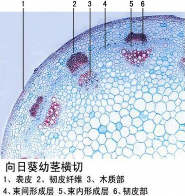 向日葵幼莖橫切