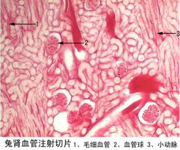 營口兔腎血管注射切片