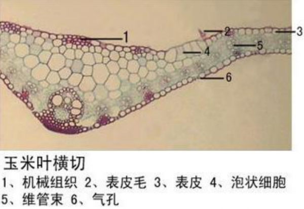 玉米葉橫切