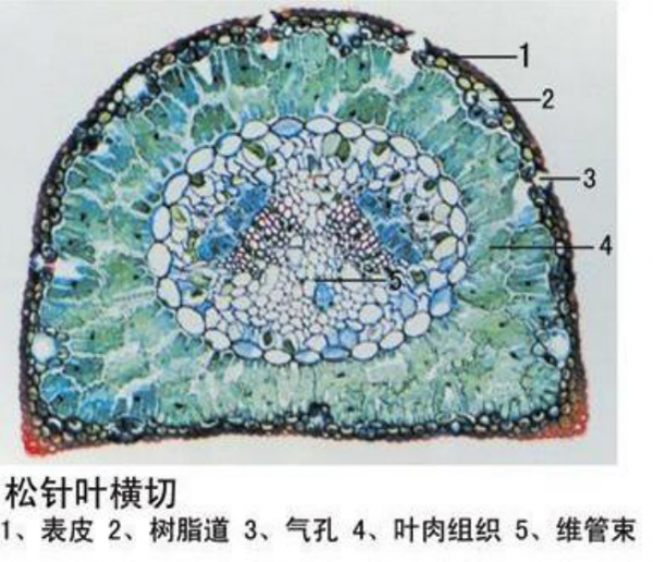 濮陽松針葉橫切