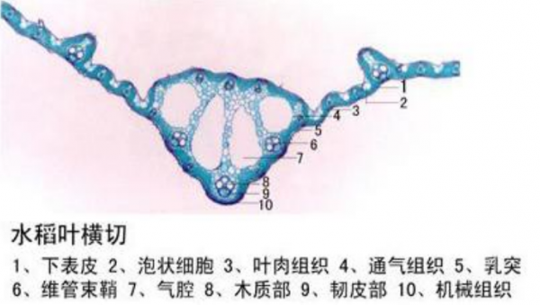 秦皇島水稻葉橫切