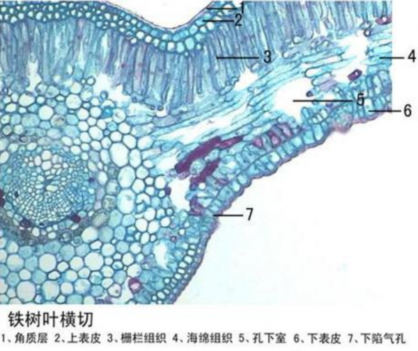 寧夏鐵樹葉橫切