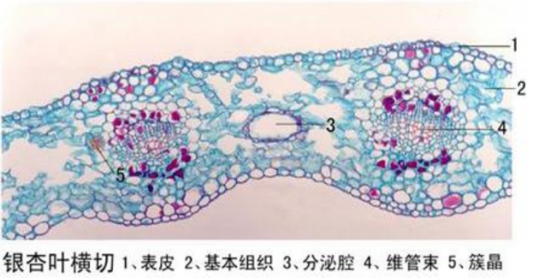 濮陽銀杏葉橫切