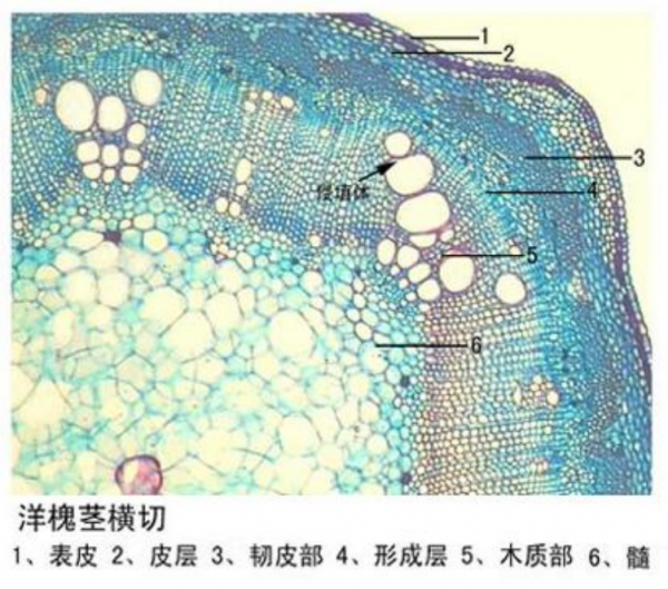 贛州洋槐莖橫切