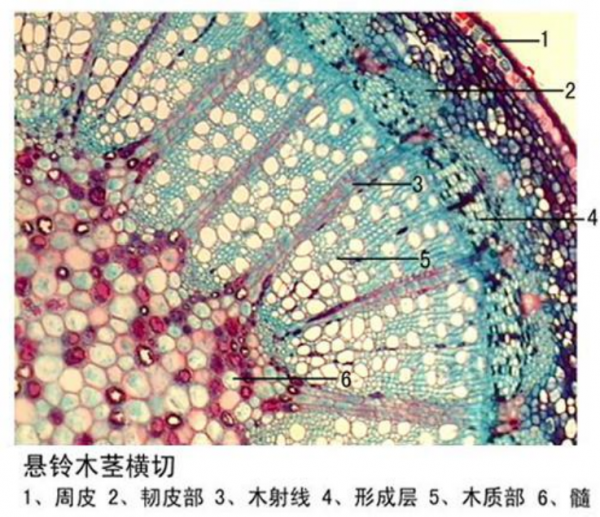 懸鈴木莖橫切