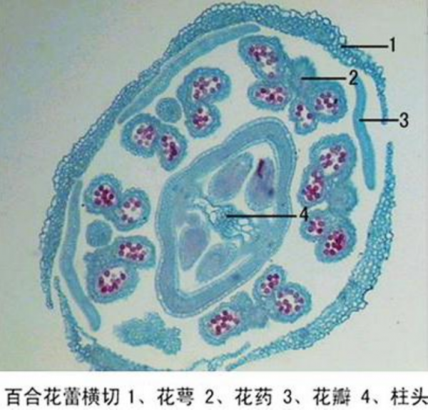 贛州百合花蕾橫切