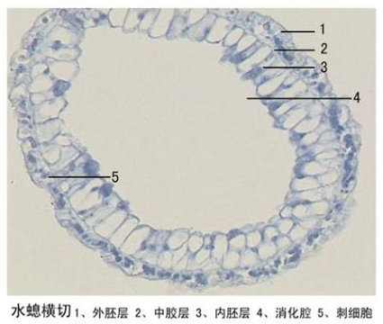 濮陽水螅橫切