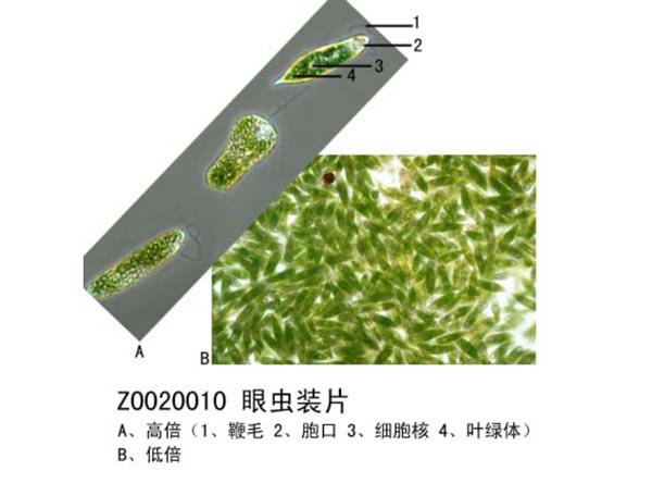 生物玻片標本采用非切片法的幾種類型