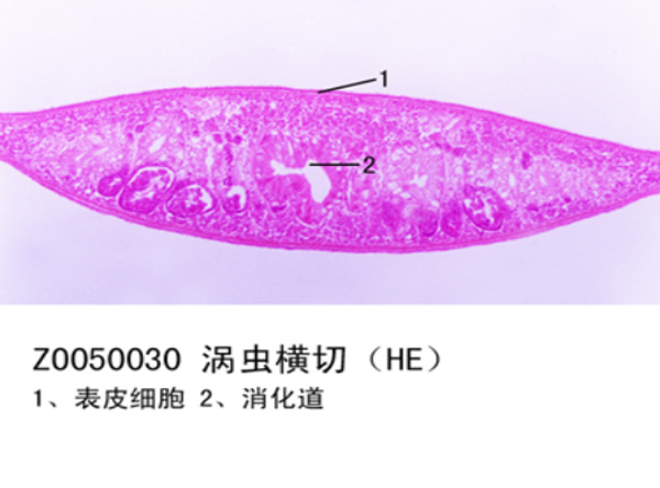 渦蟲橫切片