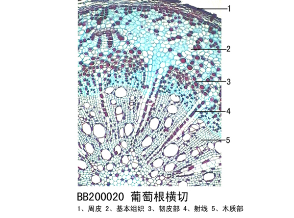 葡萄根橫切