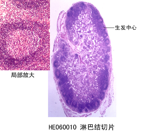 免疫系統