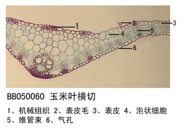 玉米葉橫切