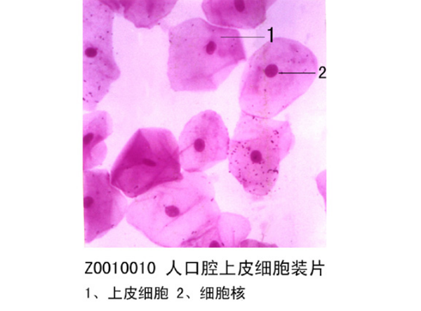 人口腔上皮細胞裝片