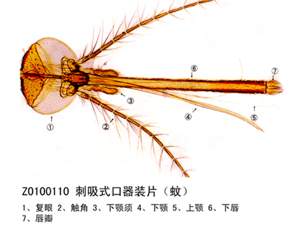 刺吸式口器裝片（蚊）