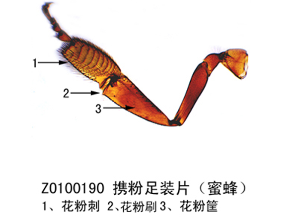 攜粉足裝片（蜜蜂）