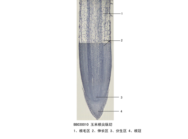 生物標本