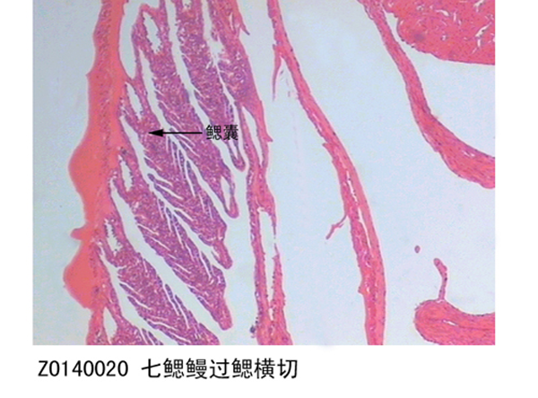 生物切片