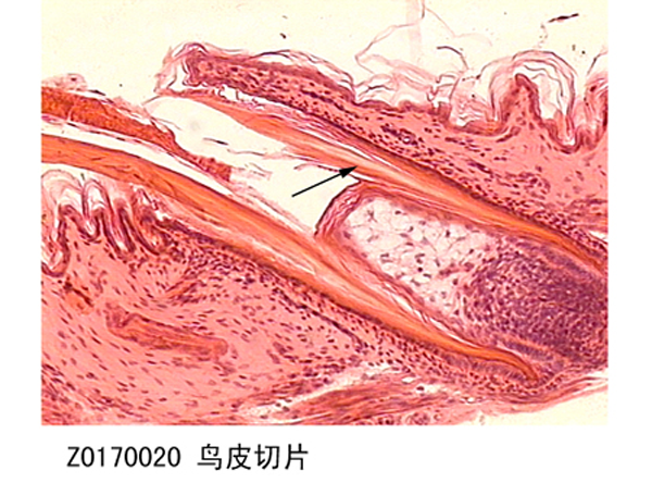 生物標本廠家