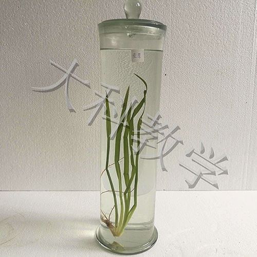 生物標本