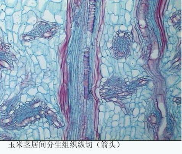 玉米莖居間分生組織縱切