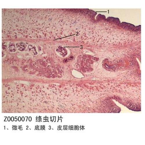 生物標本廠家