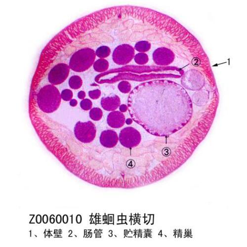 生物切片