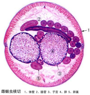 雌蛔蟲橫切