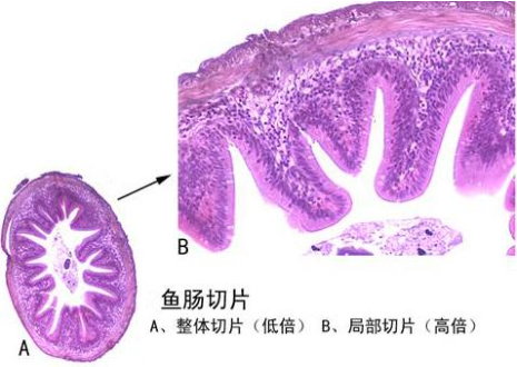  魚腸切片