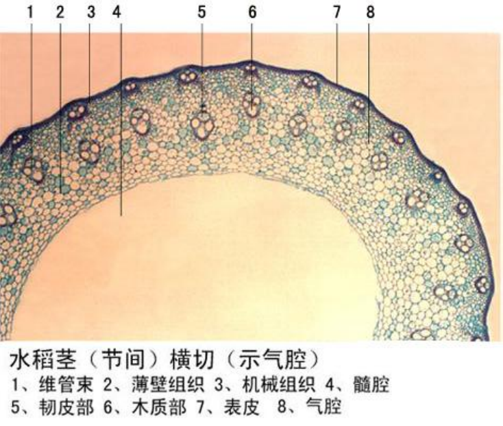 水稻莖橫切