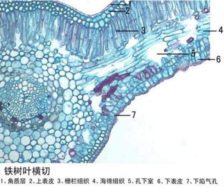 鐵樹葉橫切