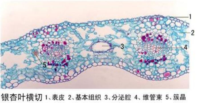 銀杏葉橫切