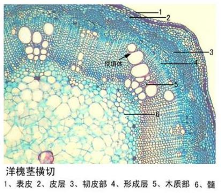 洋槐莖橫切