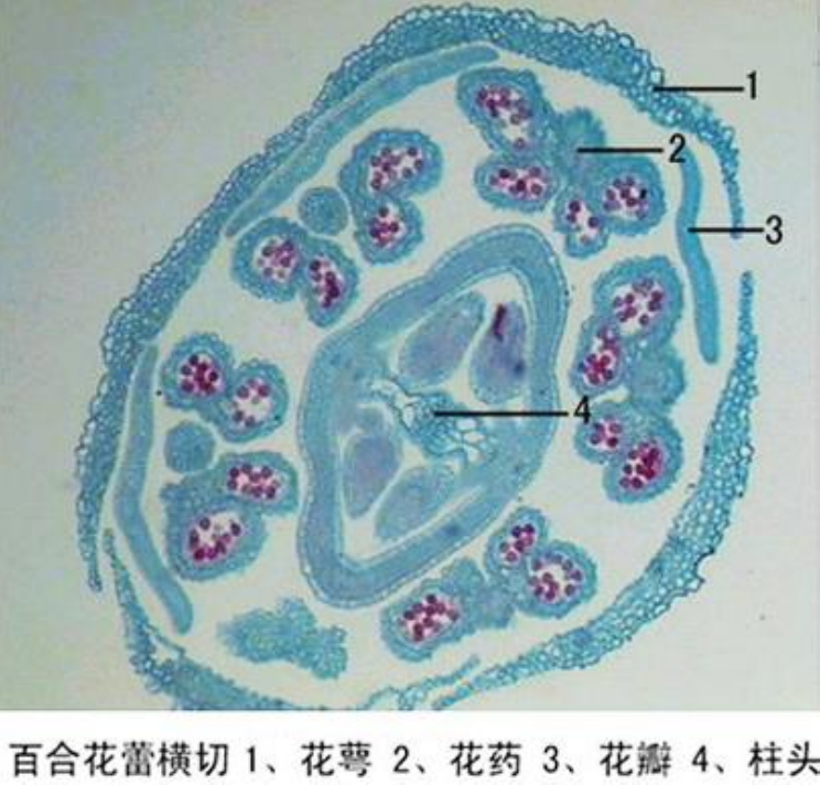 百合花蕾橫切