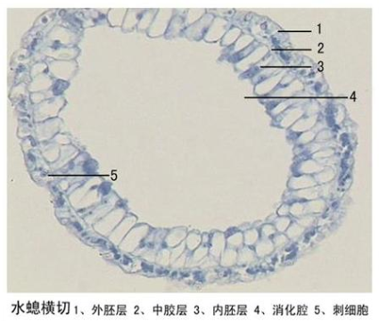 水螅橫切